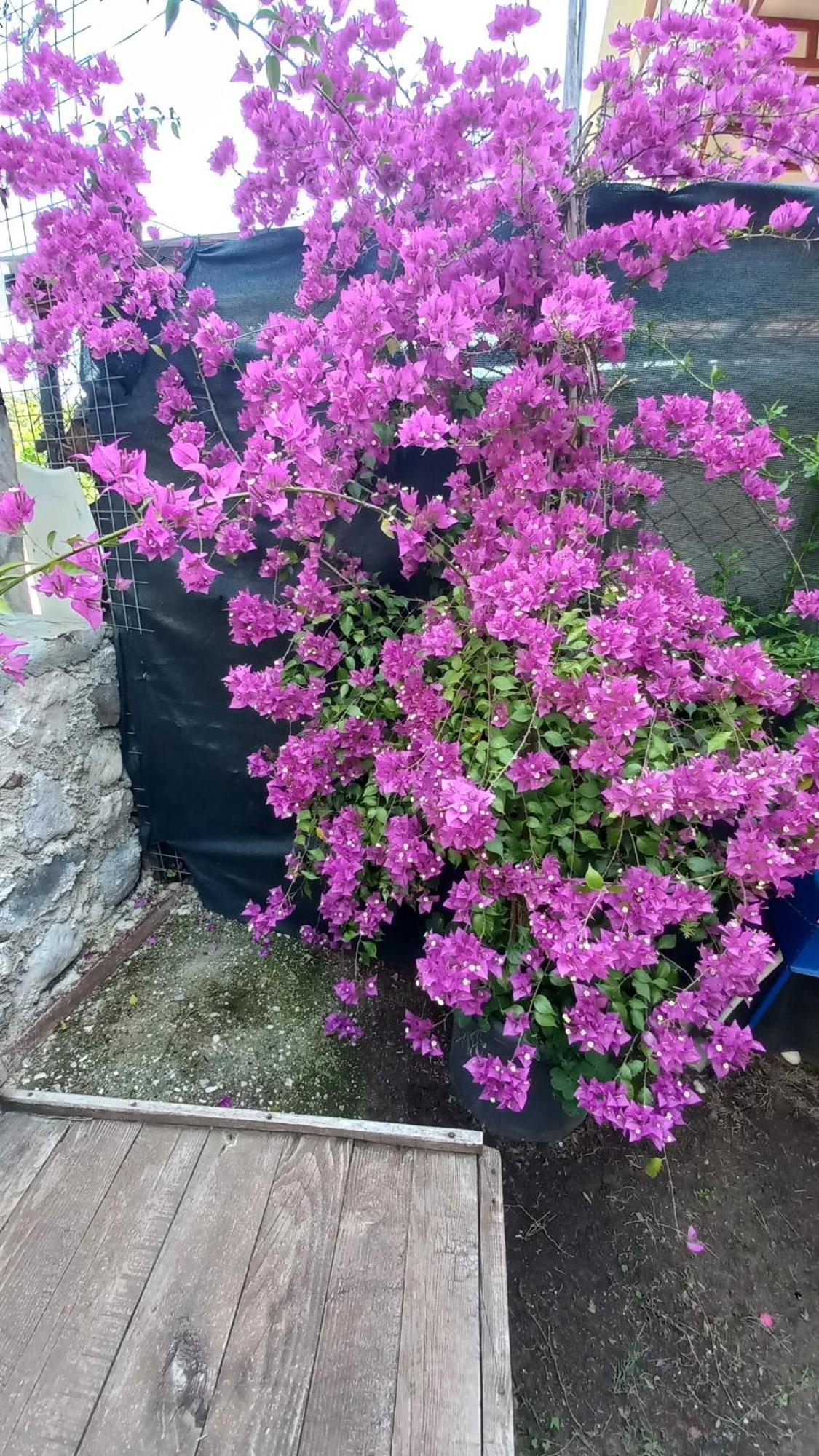 דירות אנטליה Demeter Rose Stonehouse Pansion מראה חיצוני תמונה